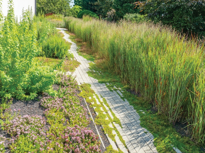 Sentier du jardin d'herbes