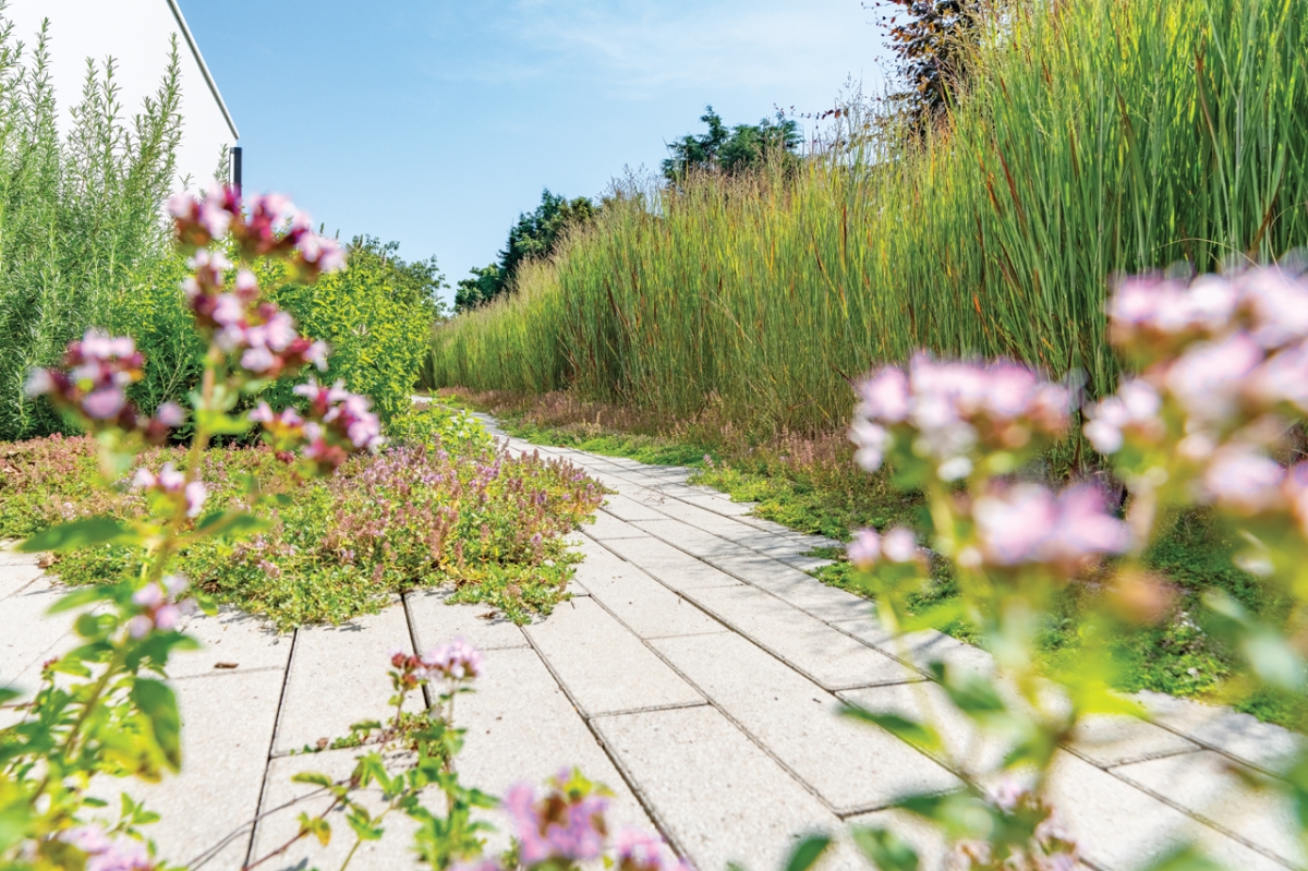 Sentier du jardin d'herbes