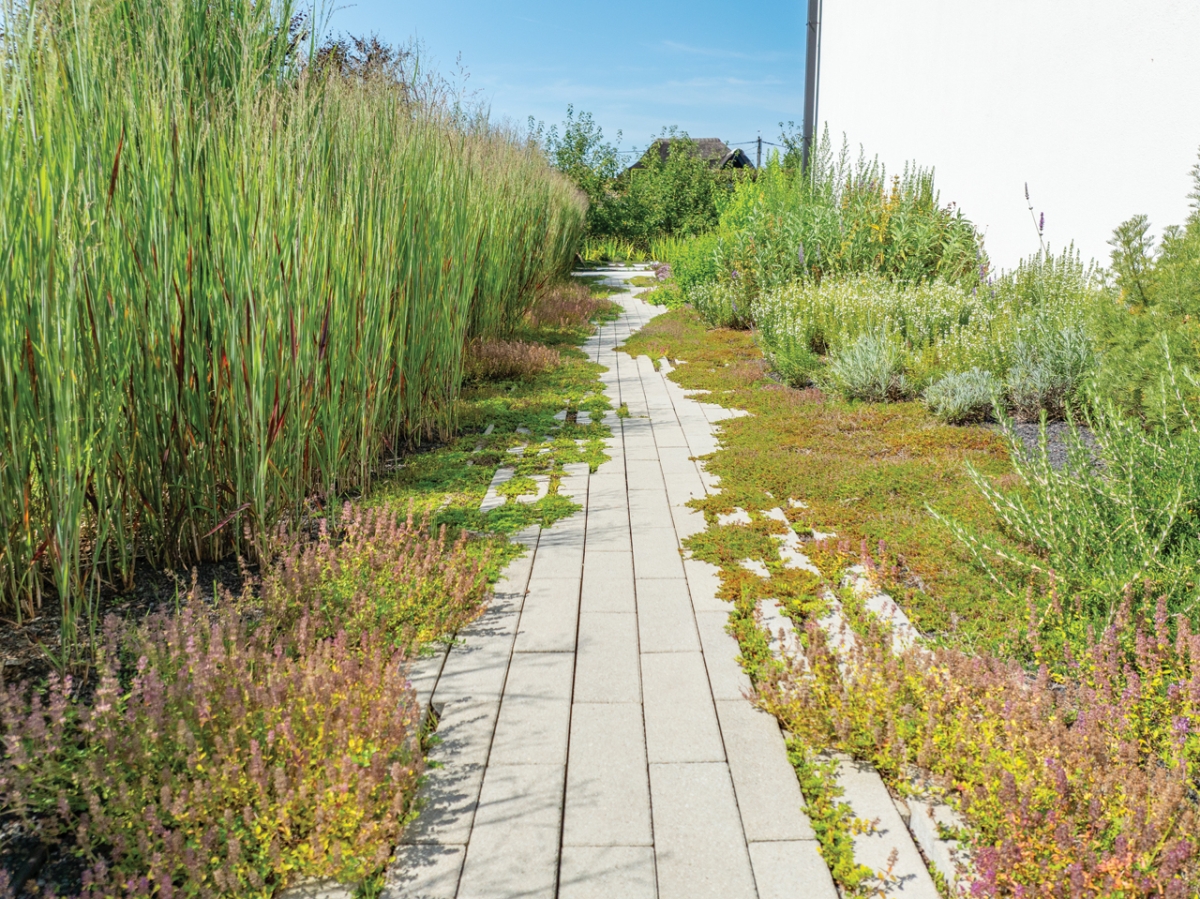 Sentier du jardin d'herbes